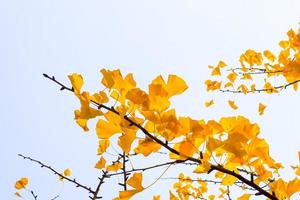folhas amarelas de ginkgo biloba no outono em fundo branco foto