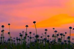 silhueta de campo de flores no pôr do sol colorido. foto