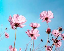 vista de ângulo baixo de plantas com flores pastel rosa contra o céu azul, foco seletivo foto