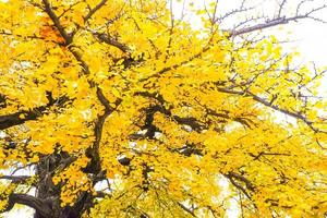 ginkgo biloba amarelo deixa a árvore no outono foto