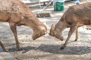 feche dois veados no templo de todaiji em nara perfecture no país do japão foto