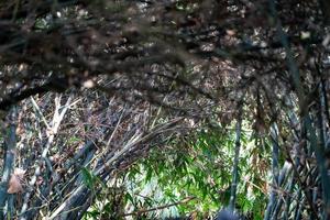 verdadeiro túnel de bambu enorme caminho na floresta de bambu na ásia. foto