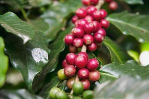 vento soprar árvore de café maduro em doi ang foto