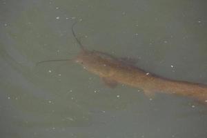 peixe-gato nada em um lago e pântano em israel foto