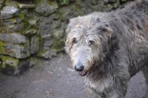 cão wolfhound irlandês de aparência desalinhada foto