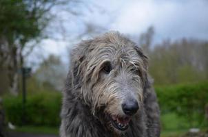 lindo rosto de um cão wolfhound irlandês foto