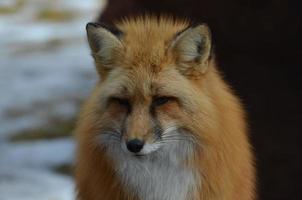 beautifu rosto de uma raposa vermelha foto