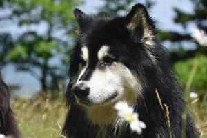 cão husky muito doce sentado lá fora no verão foto