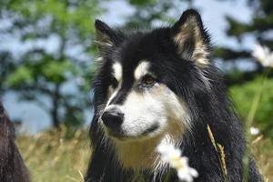 cão husky de perto e pessoal em um dia de verão foto