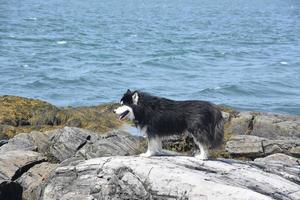cão husky preto e branco desgrenhado em pé sobre uma rocha foto
