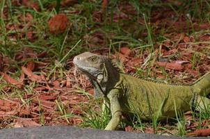 cândida iguana comum rastejante foto