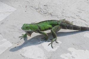 iguana comum verde rastejando por uma passarela foto
