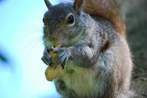 esquilo cinza comendo um amendoim foto