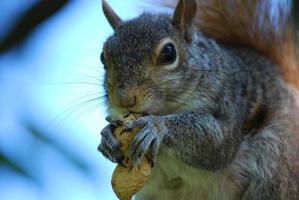 esquilo com muita fome com um amendoim foto