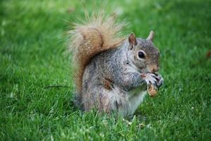 adorável esquilo comendo um amendoim foto