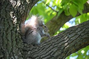 lindo esquilo sentado em uma árvore foto
