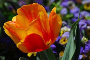 linda flor de flor de tulipa laranja e vermelha florescendo foto