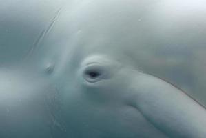 olho de uma baleia beluga debaixo d'água foto