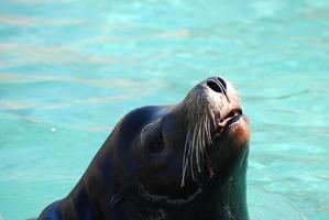 adorável leão-marinho cutucando o nariz para fora da água foto