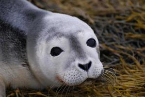 cara de foca bebê foto