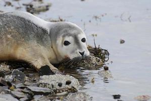 cara doce de uma foca bebê foto