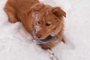 cão retriever toller com flocos de neve no nariz foto