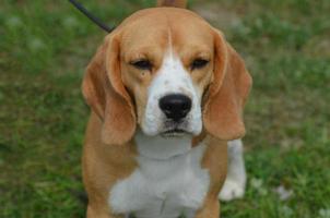 cachorro beagle sentado muito fofo foto