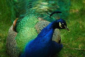 pavão com linda plumagem foto