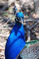 lindo pássaro pavão azul foto