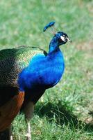 pavão andando em uma área gramada foto