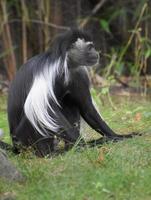 manto longo nas costas de um macaco colobus foto