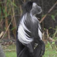 macaco colobus preto e branco sentado de cócoras foto