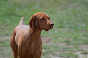 lindo cachorro vizsla foto