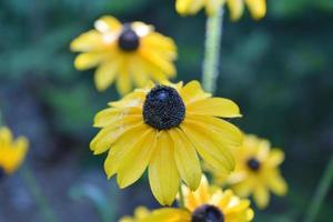 olho de boi amarelo margarida flor florescer de perto foto