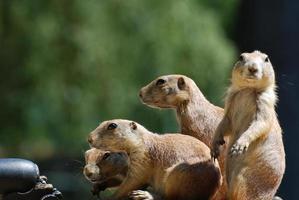 fantástico grupo de cães da pradaria de cauda preta juntos foto