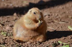 cão da pradaria com excesso de peso comendo com entusiasmo alguns verdes foto