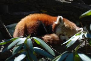 urso panda vermelho dormindo foto