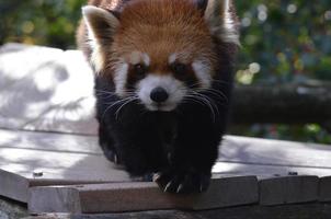 lindo urso panda vermelho foto