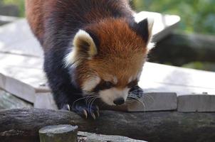 urso panda vermelho ambulante com garras longas foto