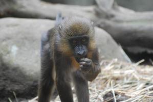 jovem macaco mandril petiscando comida foto