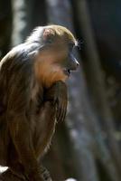 perfil fantástico de um macaco mandril bebê foto