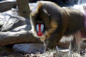 ótima coloração na face de um mandril foto