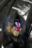 grande macaco mandril com a boca parcialmente aberta foto