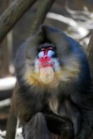 sorriso sarcástico no rosto de um mandril foto