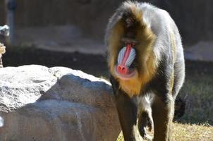 nariz rosa em um macaco mandril fêmea adulta foto