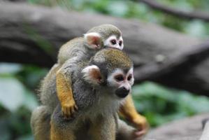 família de macaco-esquilo com um bebê e mãe foto