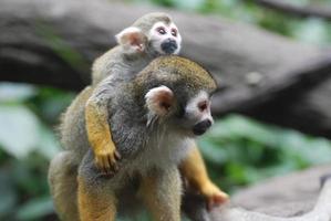 bebê macaco-esquilo nas costas da mãe foto