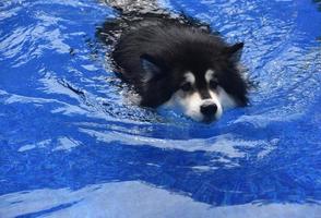 cão husky siberiano nadando em uma piscina foto