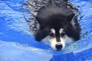 lindo cachorro malamute nadando em uma piscina foto