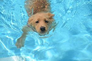 adorável filhote de golden retriever nadando foto